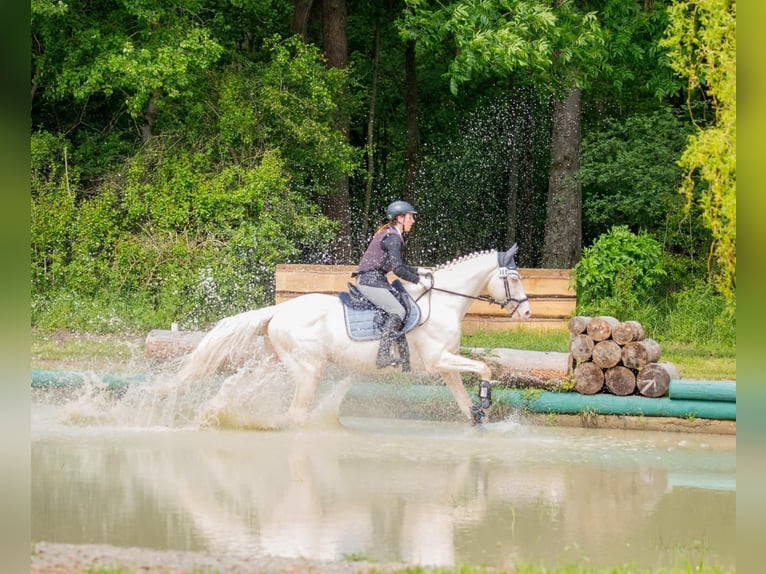 Caballo alemán Semental Cremello in Beaumont pied-de-boeuf