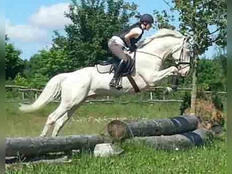 Caballo alemán Semental Cremello in Beaumont pied-de-boeuf