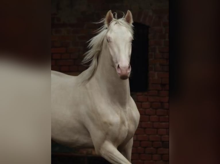 Caballo alemán Semental Cremello in Beaumont pied-de-boeuf