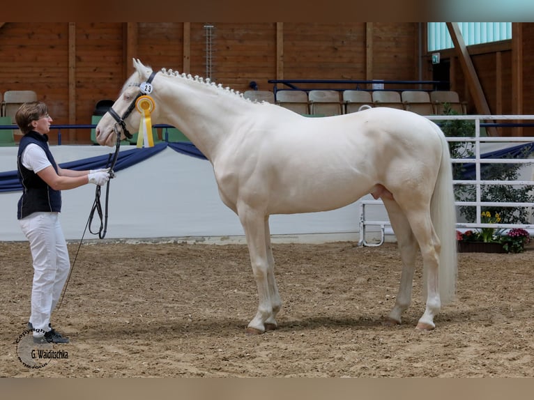 Caballo alemán Semental Cremello in Beaumont pied-de-boeuf