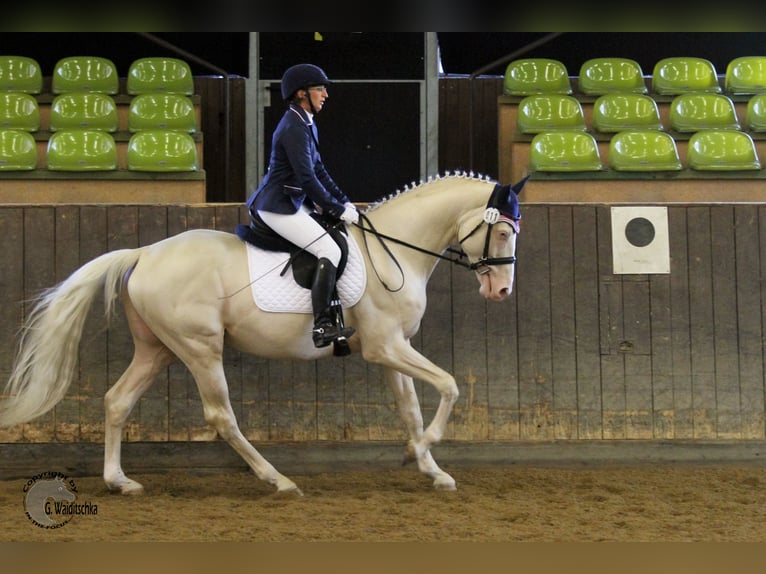 Caballo alemán Semental Cremello in Beaumont pied-de-boeuf