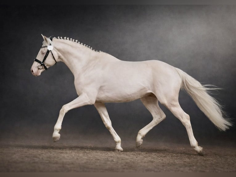 Caballo alemán Semental Cremello in Mücheln (Geiseltal)