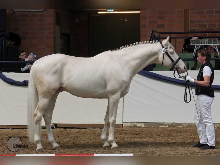 Caballo alemán Semental Cremello in Mücheln (Geiseltal)