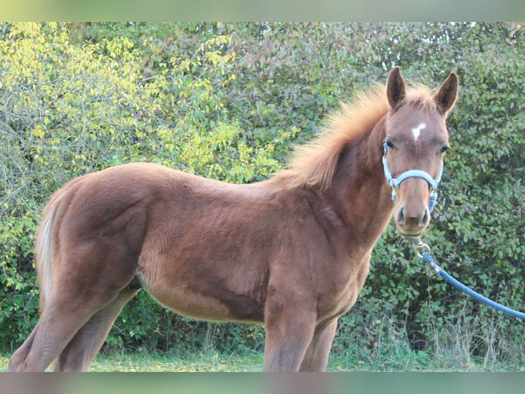 Caballo alemán Mestizo Semental Potro (04/2025) 160 cm Alazán in Zapfendorf Caballo alemán Mestizo Semental Potro (04/2025) 160 cm Alazán in Zapfendorf