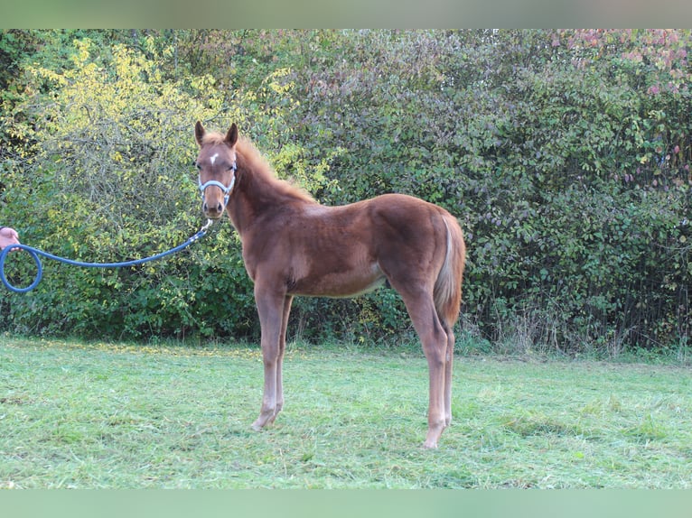 Caballo alemán Mestizo Semental Potro (04/2025) 160 cm Alazán in Zapfendorf Caballo alemán Mestizo Semental Potro (04/2025) 160 cm Alazán in Zapfendorf