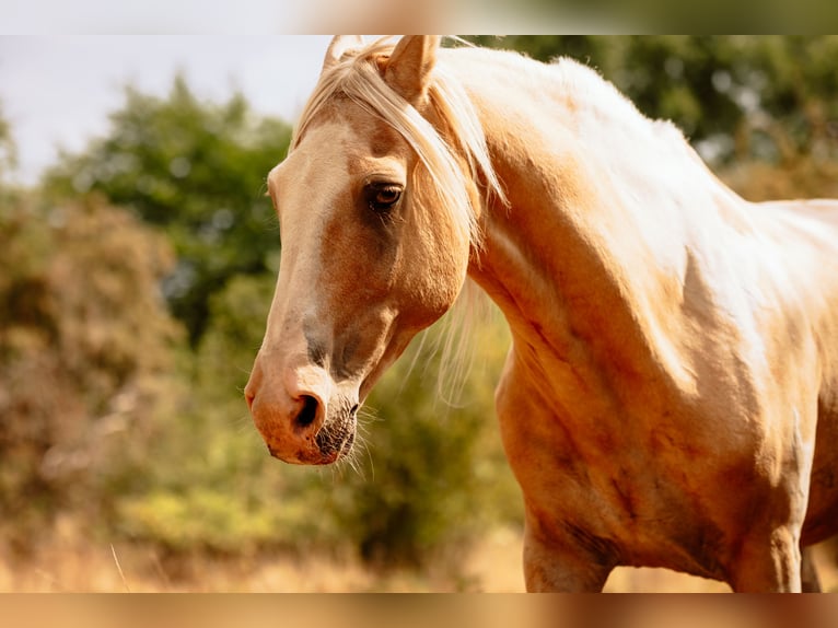 Caballo alemán Semental Potro (05/2024) 162 cm Pío in Friedrichsdorf