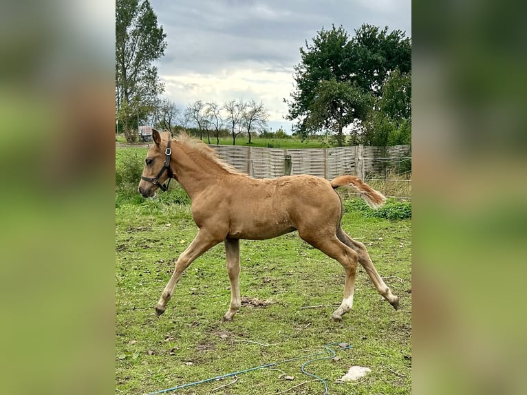 Caballo alemán Semental Potro (08/2024) 165 cm Alazán in Niederer Fäming