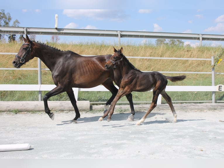 Caballo alemán Semental Potro (06/2024) 167 cm Castaño oscuro in Naila