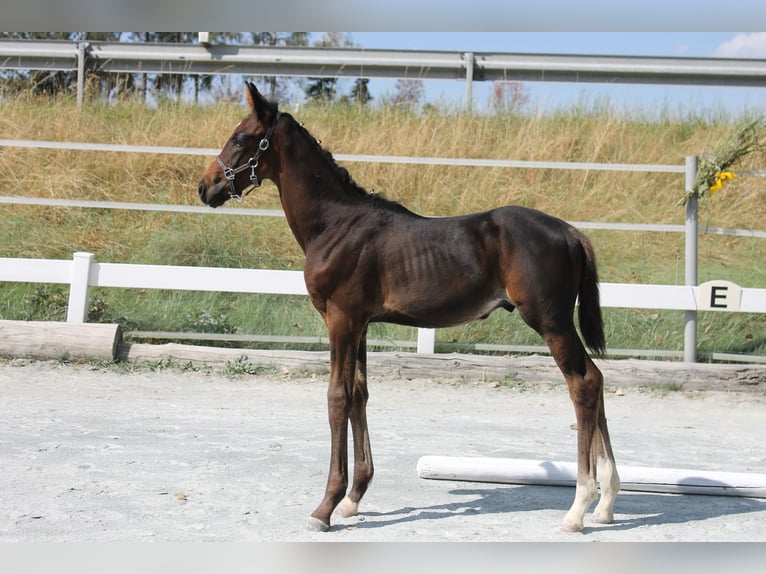 Caballo alemán Semental Potro (06/2024) 167 cm Castaño oscuro in Naila