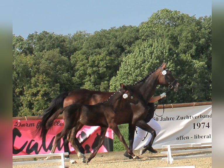 Caballo alemán Semental Potro (06/2024) 167 cm Castaño oscuro in Naila