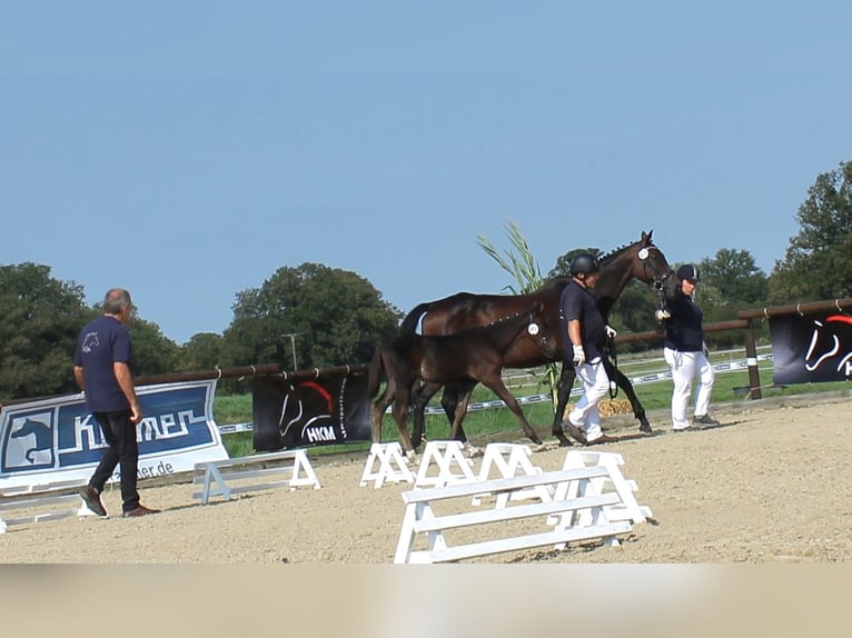 Caballo alemán Semental Potro (06/2024) 167 cm Castaño oscuro in Naila