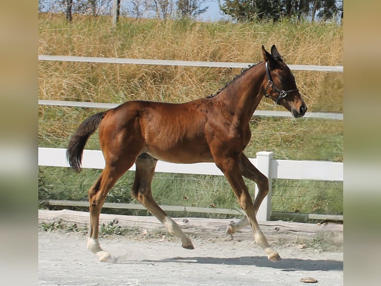 Caballo alemán Semental Potro (05/2024) 168 cm Castaño in Naila