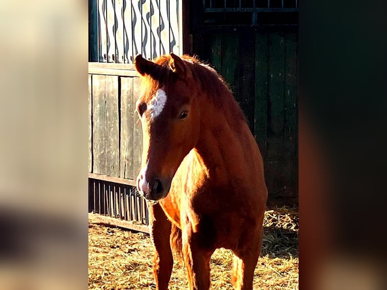 Caballo alemán Semental Potro (01/2026) 169 cm Alazán-tostado in Westeregeln