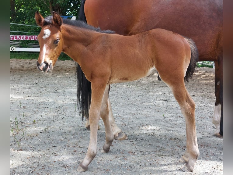 Caballo alemán Semental Potro (05/2026) 169 cm Castaño in Naila