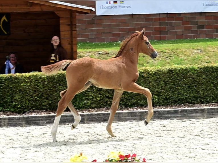 Caballo alemán Semental Potro (05/2024) 175 cm Tordo ruano in Rahden