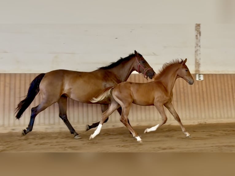Caballo alemán Semental Potro (04/2025) Alazán in Chemnitz