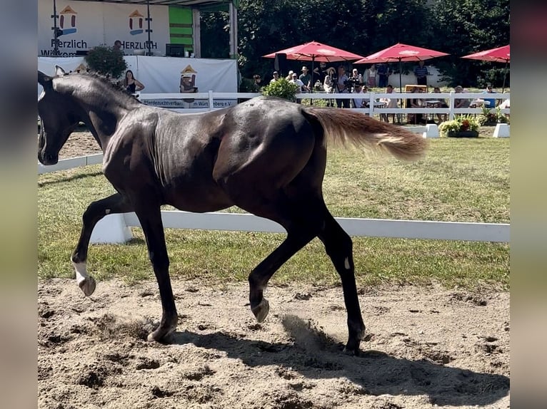 Caballo alemán Semental Potro (04/2024) Alazán-tostado in Medlingen