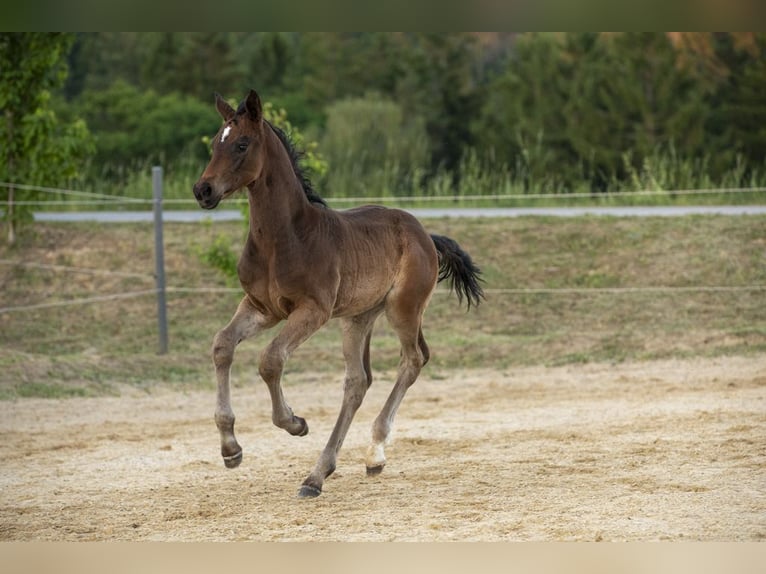 Caballo alemán Semental Potro (04/2026) Castaño in Wörth an der Donau