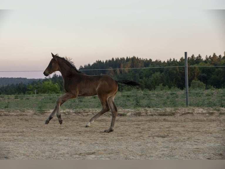 Caballo alemán Semental Potro (04/2026) Castaño in Wörth an der Donau