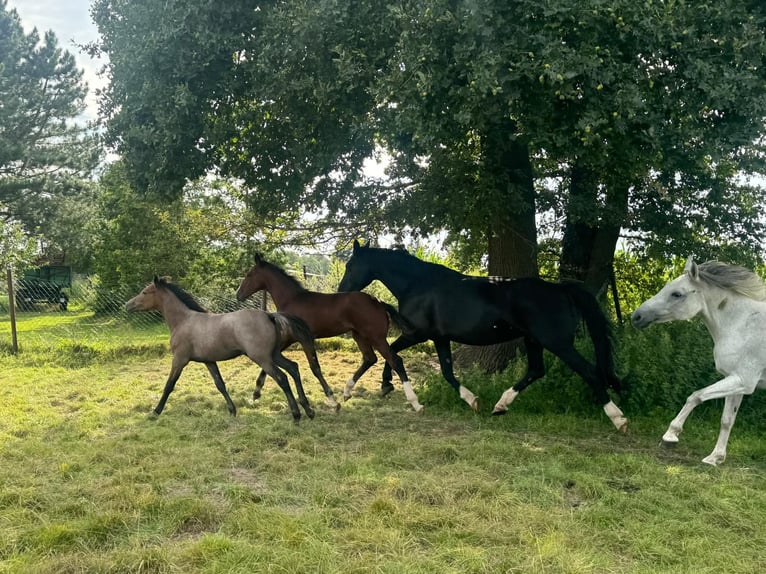 Caballo alemán Semental  Castaño in ChüdenSalzwedel