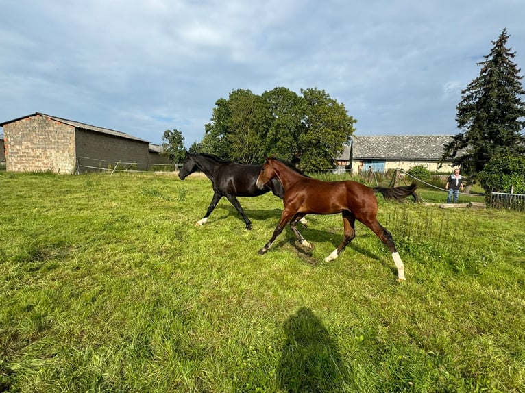 Caballo alemán Semental  Castaño in ChüdenSalzwedel