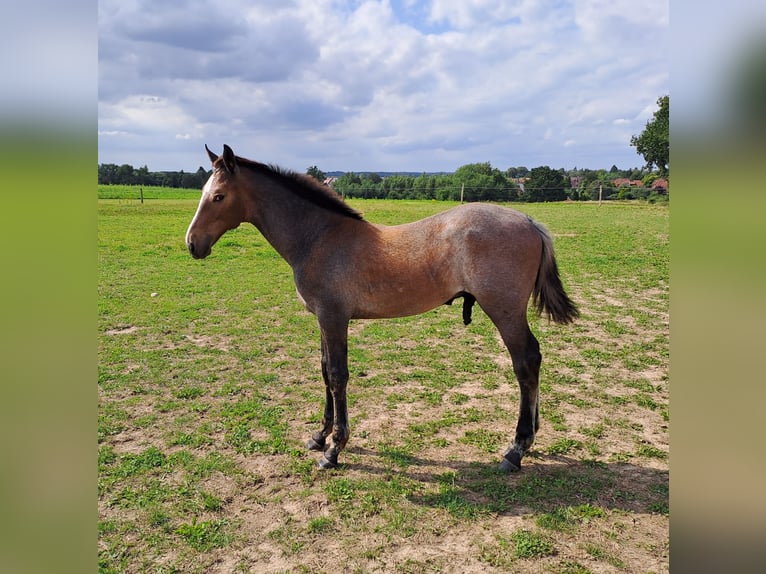 Caballo alemán Semental Potro (04/2024) Tordo in Ratzeburg