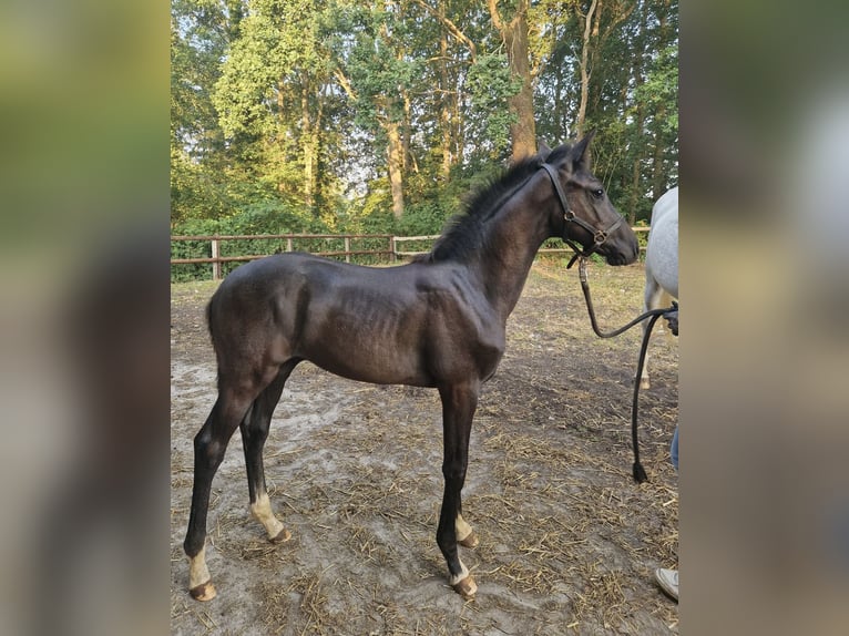 Caballo alemán Semental Potro (04/2026) Tordo in Warendorf