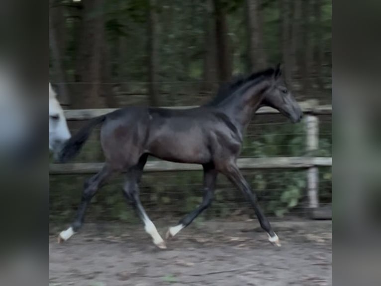Caballo alemán Semental Potro (04/2026) Tordo in Warendorf