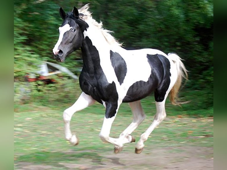 Caballo alemán Semental Tobiano-todas las-capas in Etgersleben