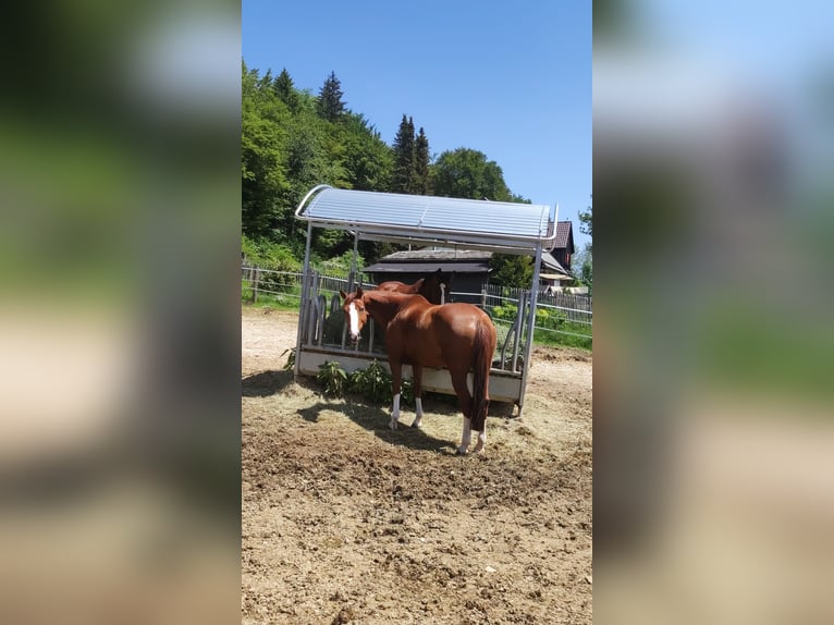 Caballo alemán Yegua 10 años 155 cm Alazán in Meßstetten