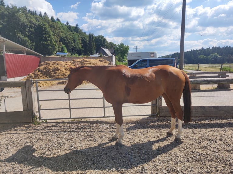 Caballo alemán Yegua 10 años 155 cm Alazán in Meßstetten