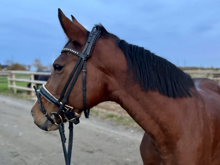 Caballo alemán Yegua 10 años 158 cm Castaño in Grevenbroich