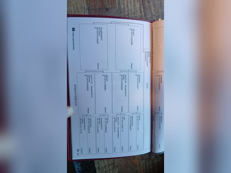 Caballo alemán Yegua 10 años 164 cm Castaño in Haren