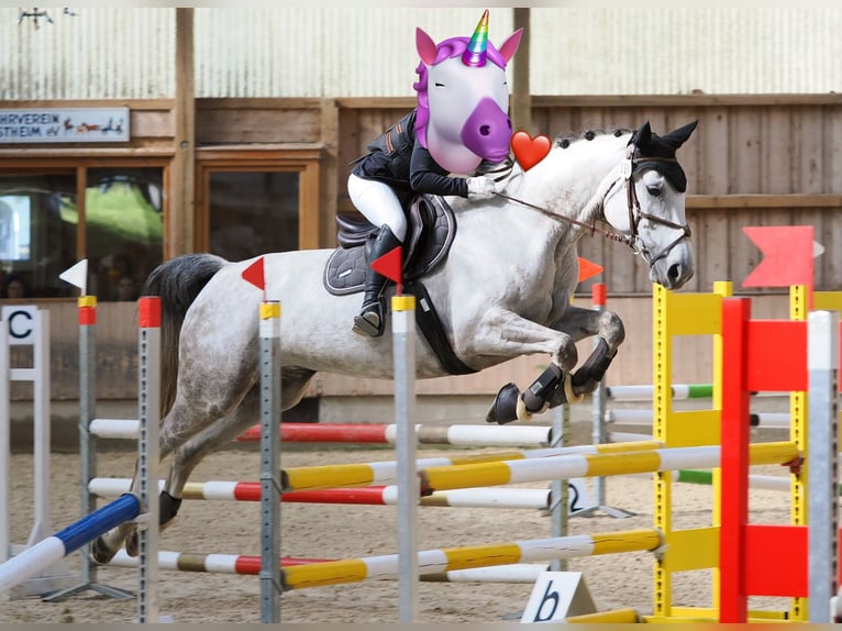 Caballo alemán Yegua 10 años 164 cm Tordo in Ludwigsburg