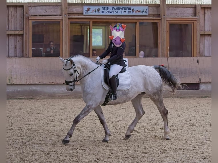 Caballo alemán Yegua 10 años 164 cm Tordo in Ludwigsburg