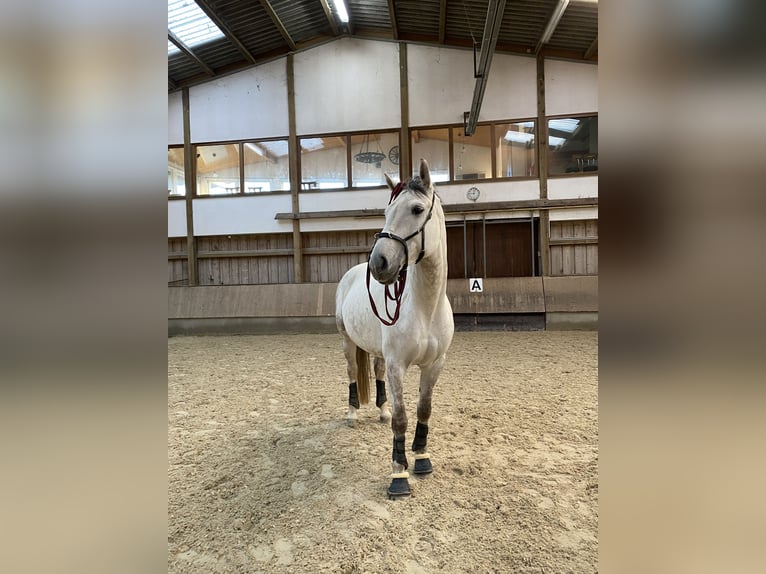 Caballo alemán Yegua 10 años 164 cm Tordo in Ludwigsburg