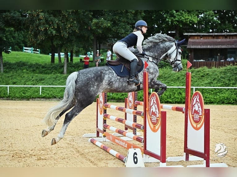 Caballo alemán Yegua 10 años 165 cm Tordo in Rosendahl