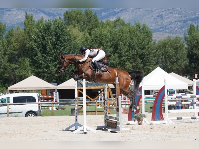 Caballo alemán Yegua 10 años 168 cm Castaño in Mirambells