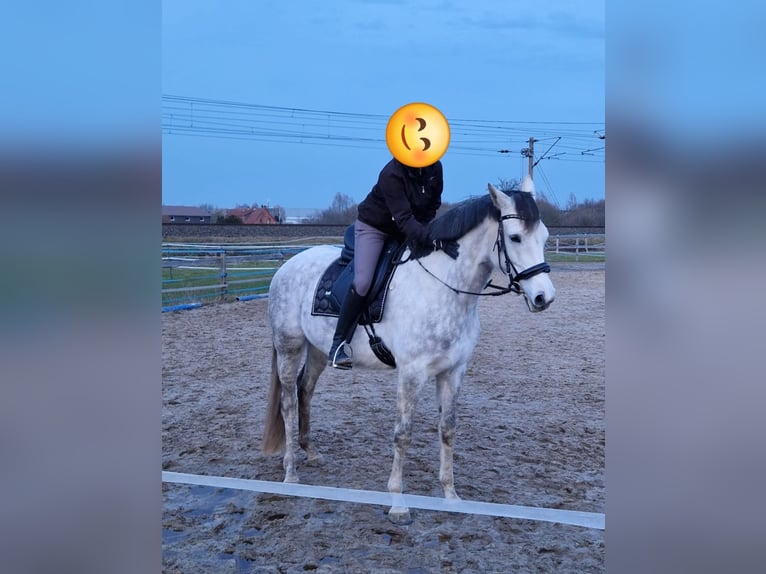 Caballo alemán Yegua 10 años 168 cm Tordo rodado in Isenbüttel