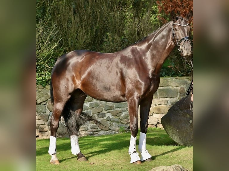 Caballo alemán Yegua 10 años 170 cm Negro in Werne