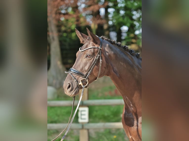 Caballo alemán Yegua 10 años 170 cm Negro in Werne