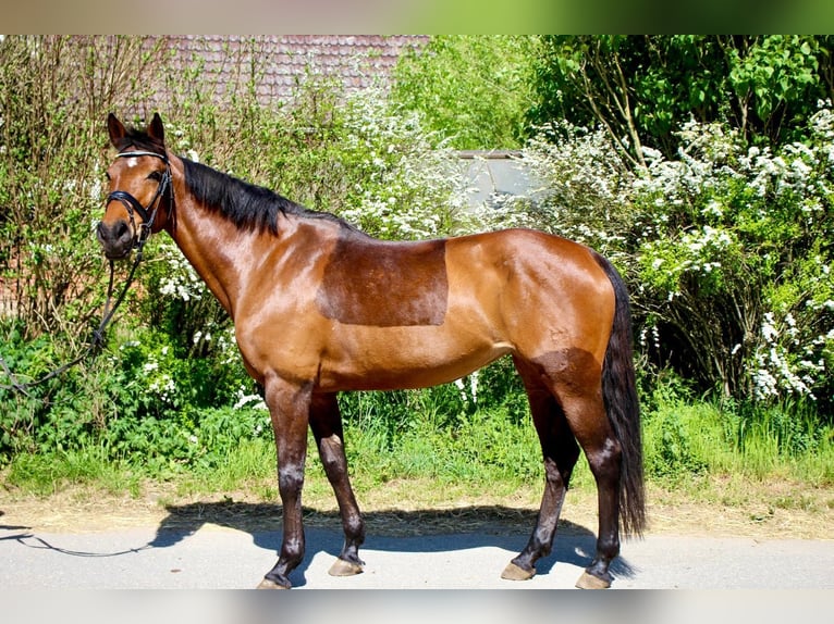 Caballo alemán Yegua 11 años 160 cm Castaño in Stockelsdorf