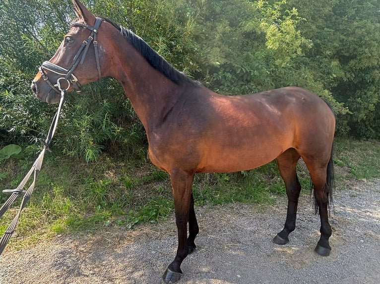Caballo alemán Yegua 11 años 160 cm Castaño oscuro in Grevenbroich