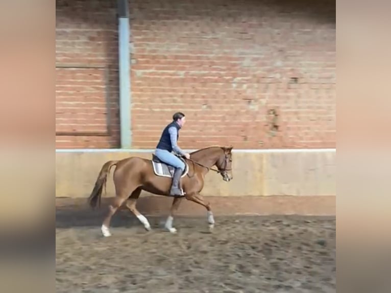 Caballo alemán Yegua 11 años 161 cm Alazán in Minden