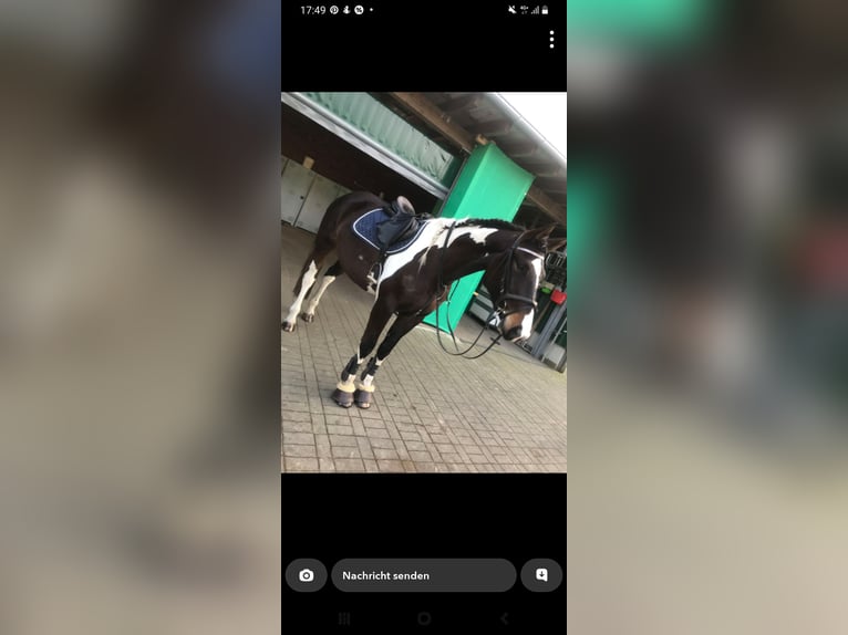 Caballo alemán Yegua 11 años 166 cm Pío in Hadamar