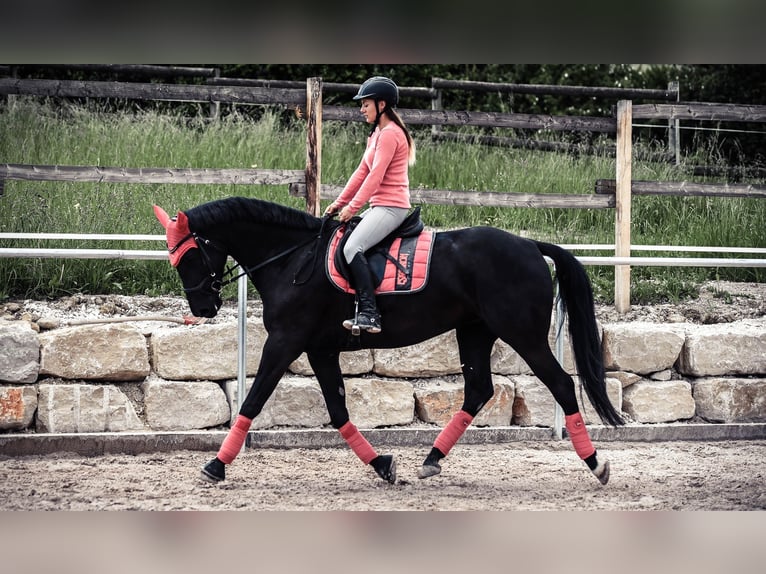 Caballo alemán Yegua 11 años 168 cm Negro in Nessetal