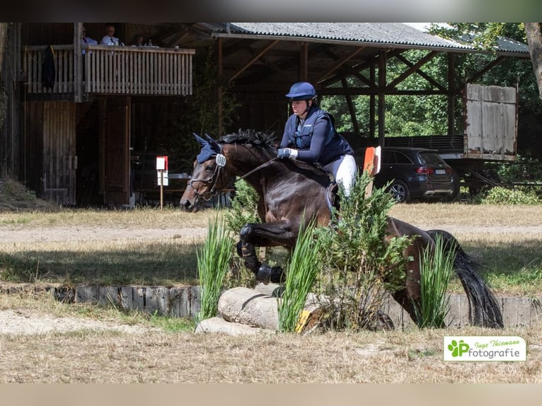 Caballo alemán Yegua 11 años 170 cm Castaño in Saerbeck