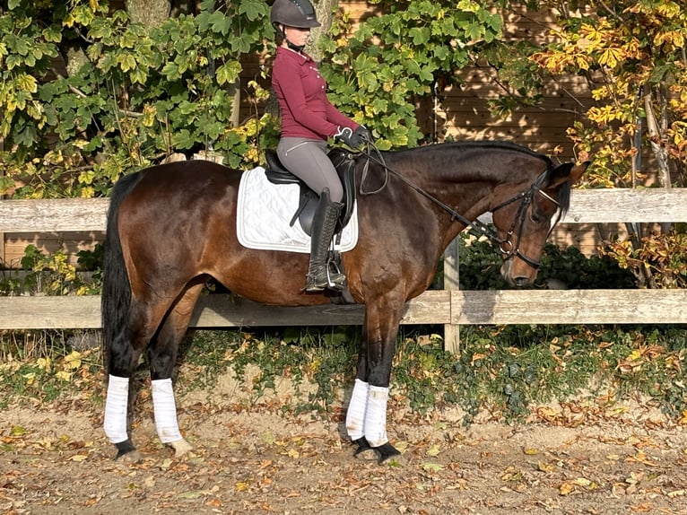 Caballo alemán Yegua 12 años 164 cm Castaño in Hofgeismar