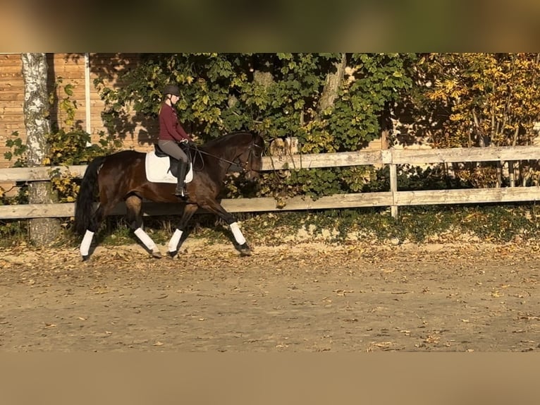 Caballo alemán Yegua 12 años 164 cm Castaño in Hofgeismar