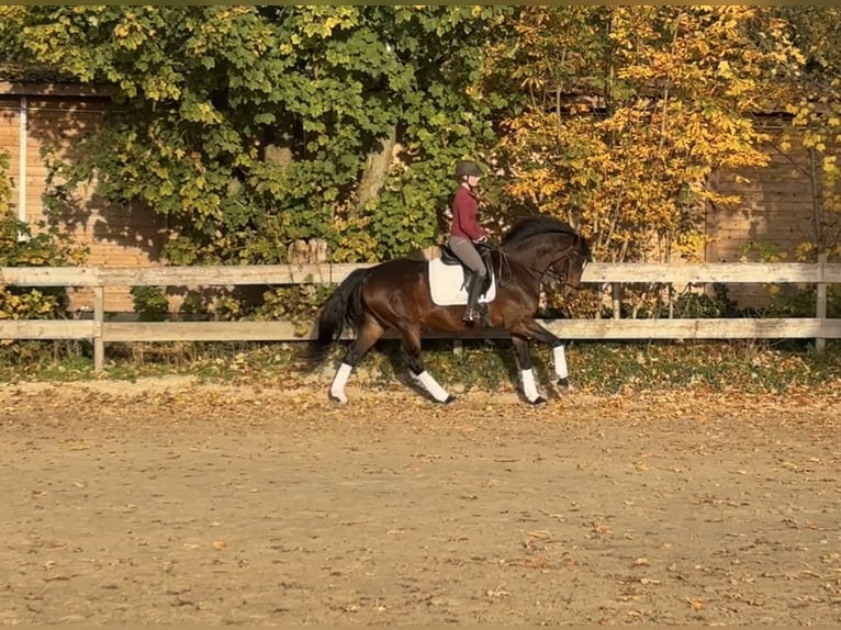 Caballo alemán Yegua 12 años 164 cm Castaño in Hofgeismar